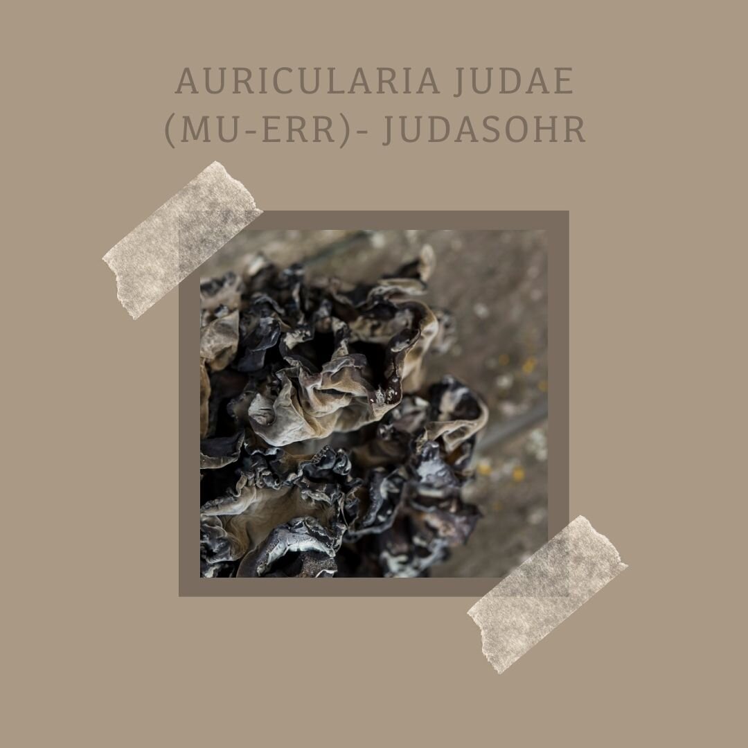 Auricularia Judae (Mu-Err) - Judasohr