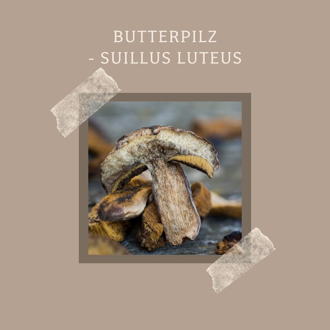 Butterpilz - Suillus Luteus