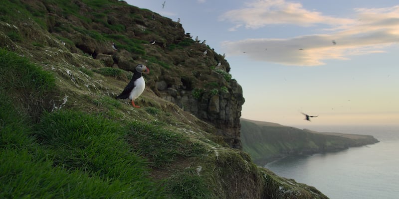 'Our Oceans' documentary by Netflix