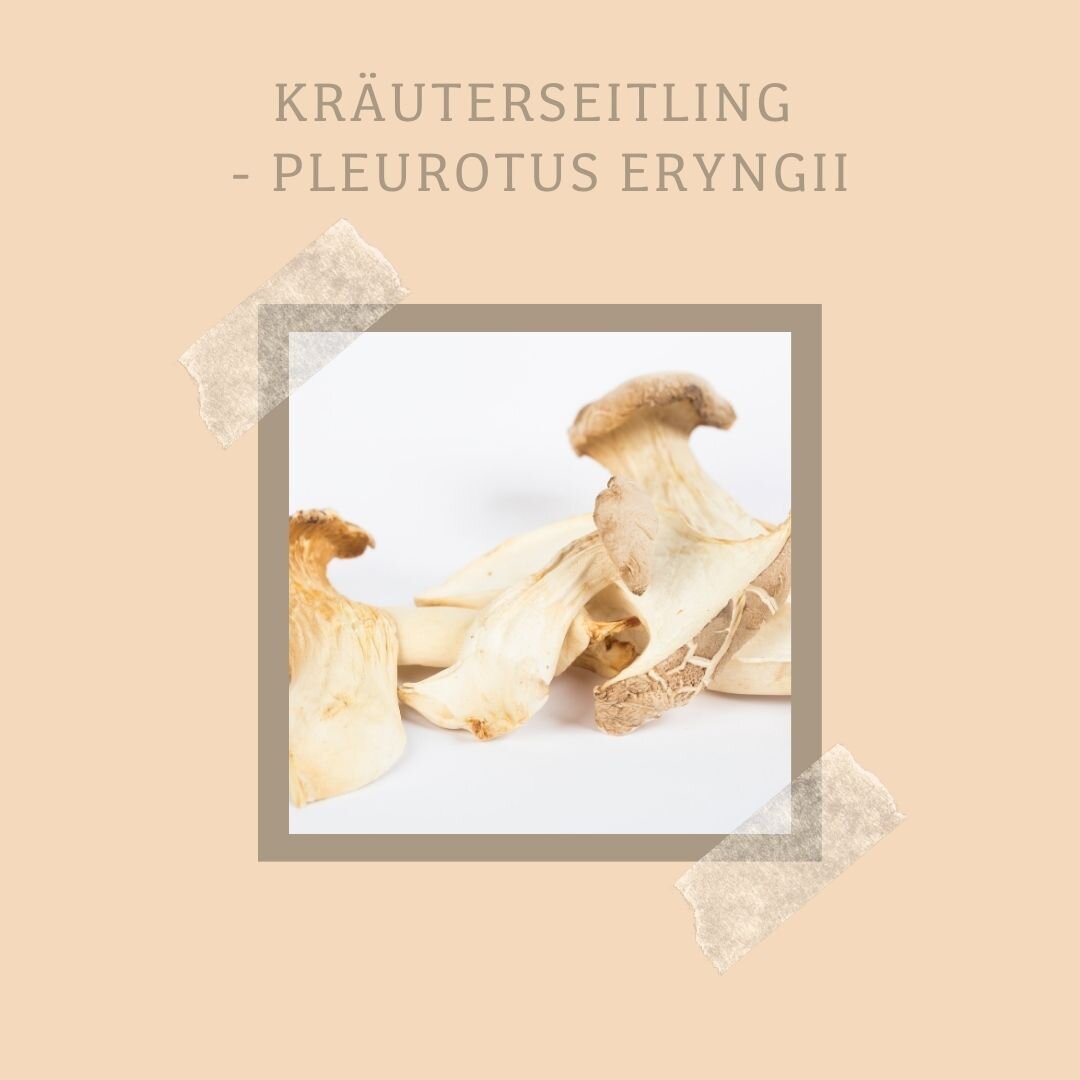 Kräuterseitling - Pleurotus Erygnii