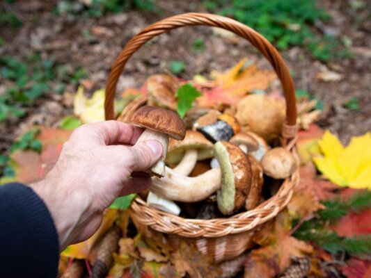 Pilze Sammeln im Herbst – Die Klassiker des Waldes - Pilze Sammeln im Herbst – Die Klassiker des Waldes