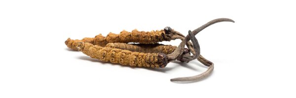 Cordyceps sinensis - Raupenpilz
